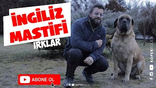 Köpek Irkları - İngiliz Mastifi