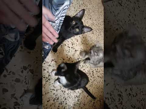 صوت قطة تنادي