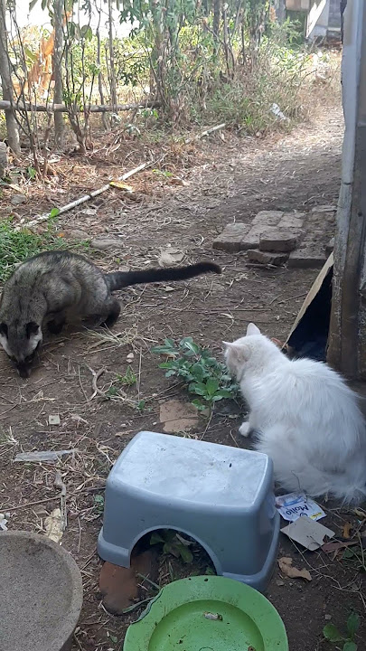 musang vs kucing