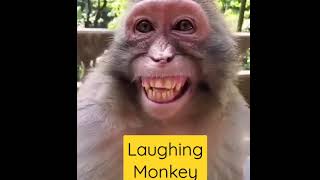 #Short, #Laughing monkey#monkey dance,
