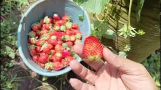 CIRI-CIRI STROBERI JENIS JEPANG SACHINOKA