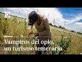 Tras la flor del opio en los campos de la Mancha| EL PAÍS