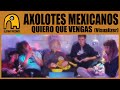 AXOLOTES MEXICANOS Quiero Que Vengas Visualizer AXOLOTES MEXICANOS Quiero Que Vengas Visualizer