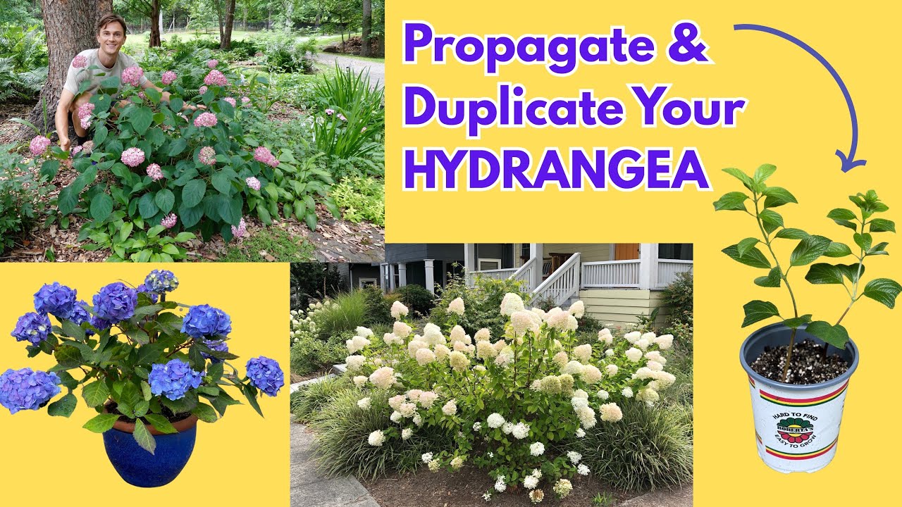 Propagate HYDRANGEA the Easy Way - Make Free Plants - YouTube
