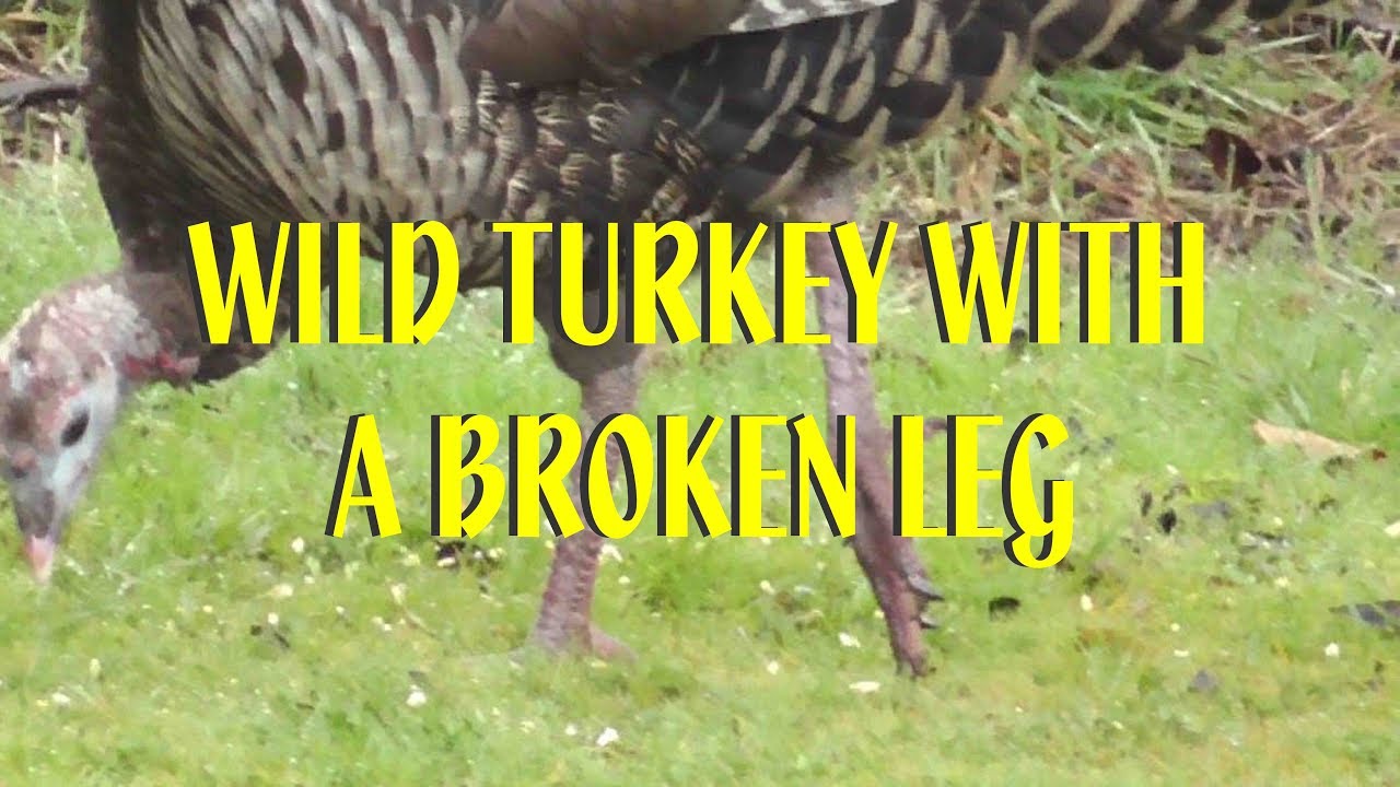 WILD TURKEY WITH A BROKEN LEG One of "my" turkeys is injured! YouTube