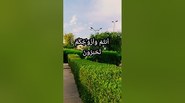 قرآن كريم بصوت هادئ راحة لا توصف .سورة الزخرف تلاوة بصوت القارئ عمار نورالدين 2023
