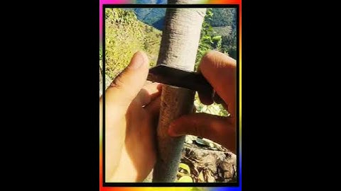 ghép cây ăn quả # công nghệ ghép cành # ghép cây ăn quả # ghép cành # hướng dẫn ghép cành