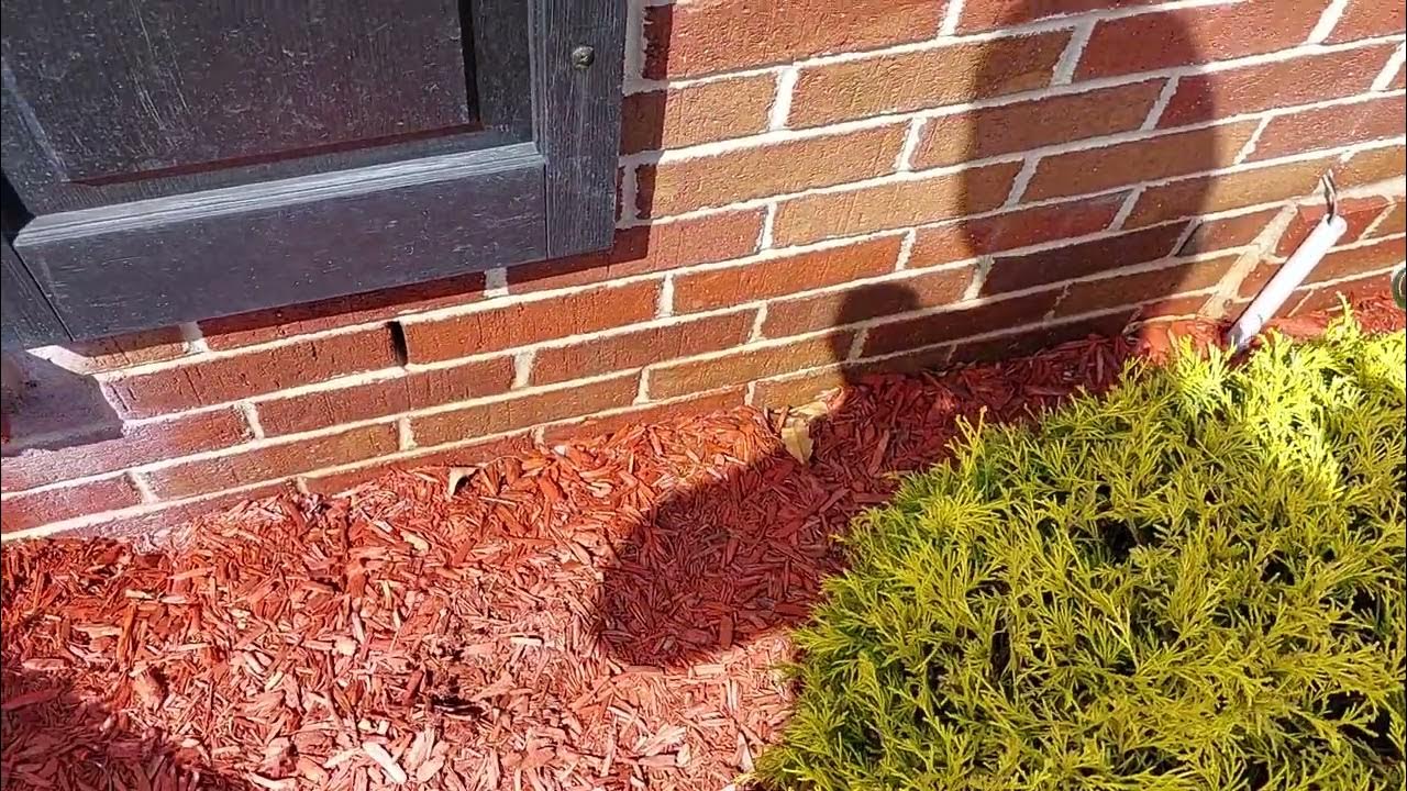 How Are Ants Getting In My House