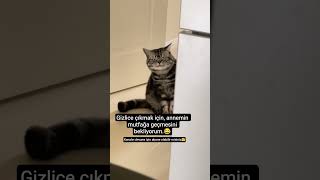 Gülmek amaçlıdır🤗 #kedi #cat #komik