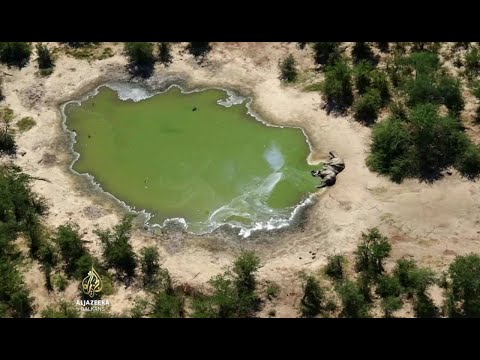 Video: Stotine Slonova Umrlo Je U Africi Pod Tajanstvenim Okolnostima - Alternativni Prikaz