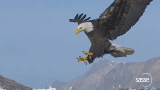 Bald Eagle Landing sequence  full details in #slomo 1000fps (real time 1 sec) #wildlife #nature