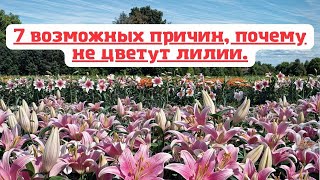 картинка: 7 возможных причин, почему не цветут лилии.💐