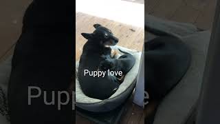 Puppy love #kelpie #puppy #hobbyfarm #animals #farmlife  #shorts