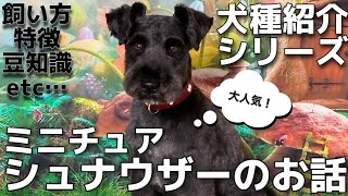 ミニチュアシュナウザーの飼い方や魅力についてご紹介【#50】シュナウザーのお話