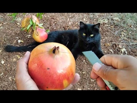 فيديو: زراعة الرمان من البذور - كيفية زراعة بذور الرمان