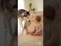 【神回】母の愛❤️ハスキー赤ちゃん初公開可愛すぎる赤ちゃんの反応🐾 Husky Puppies Revealed Baby’s Reaction Is Adorable