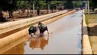 Thaate,Bottimar,Mode,Kodye, Addapalai Kudhi Moodbidri 2023