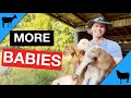 How Many Babies Are Normal For Goats and Sheep?