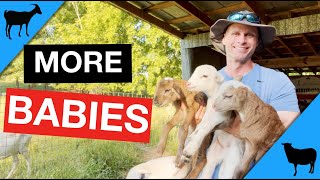 How Many Babies Are Normal For Goats and Sheep?