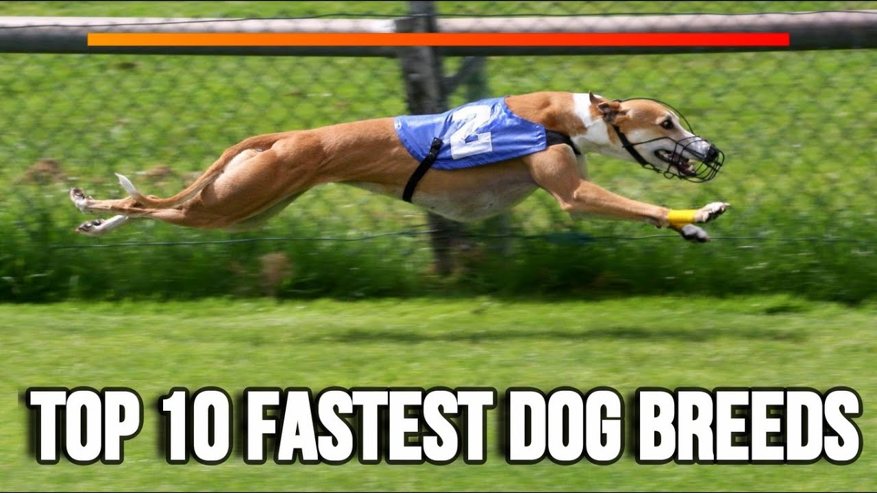 Top 10 Fastest Dog Breeds in the World YouTube