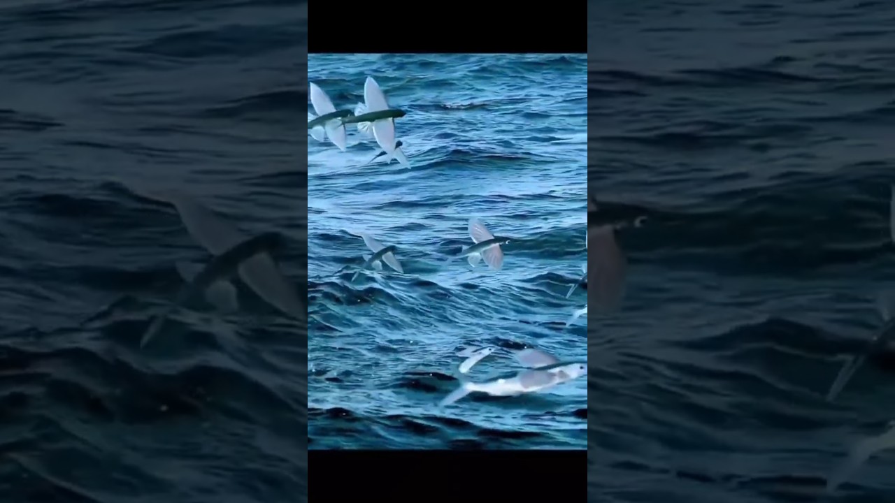 Flying fish - Exocoetidae