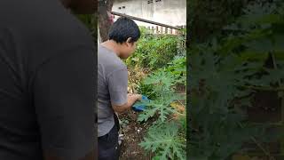 Menanam Sayur HIDROPONIk dengan Lampu LED - Tanpa Sinar Matahari - UrbanFarming