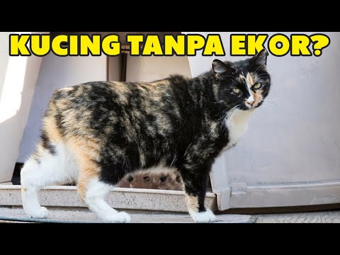 Mengenal Kucing Manx, Ras Kucing Tanpa Ekor yang Unik | Manx Cat