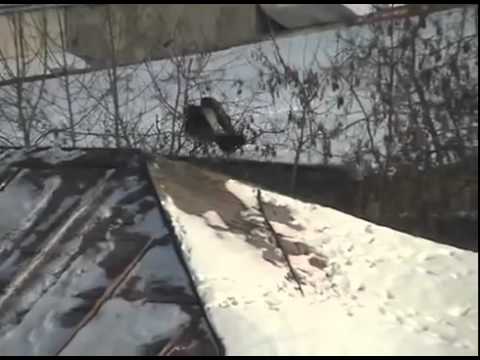 Video: Mái Nhà Trượt Tuyết