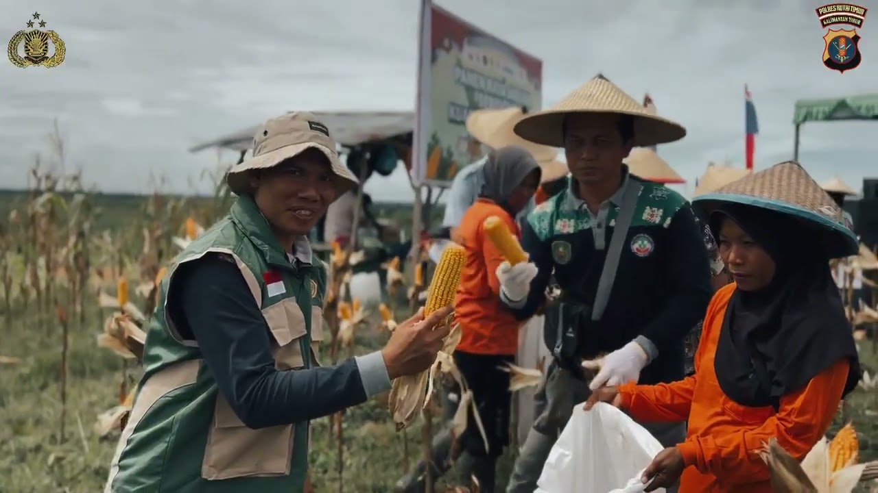 Panen Raya Jagung Serentak Kuartal I Tahun 2026 Polsek Muara Wahau Bekerja Sama dengan PT. DSN Group