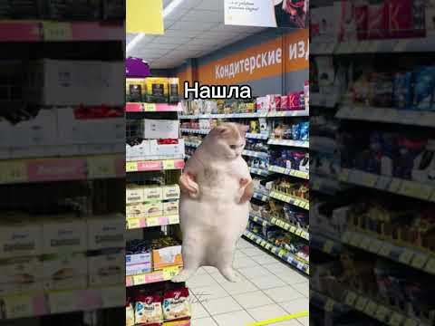 POV: Мама отправила в магазин #кот#котики #коты #мем #мемы #жиза #смешно #смешноевидео #пов #жизаэто