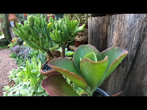 Vídeo: Variedades de suculentas pretas: como cultivar plantas suculentas de folhas pretas