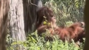 Bigfoot captured in wild by terrified hiker in Oklahoma