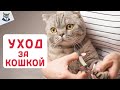 КОТЫ 2020 ! Как правильно ухаживать за кошкой в 2020 годе