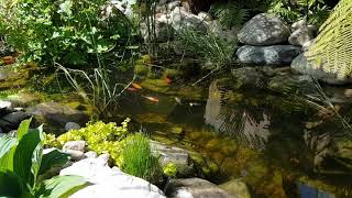 Goldfish mating behaviour