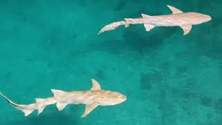 Stunning shark sightings in the Maldives  Black tip and Nurse sharks