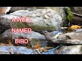 Cedar Waxwings Visit Our Stream [NARRATED]