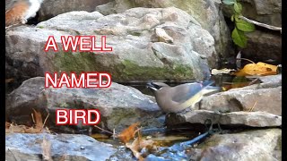 Cedar Waxwings Visit Our Stream [NARRATED]