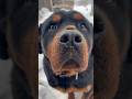 Мирана и корм на носу #finnyvideo #funnyshorts #funny #dog #денисыч #собака #ротвейлер #rottweiler