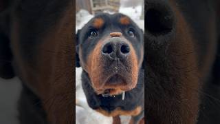 Мирана и корм на носу #finnyvideo #funnyshorts #funny #dog #денисыч #собака #ротвейлер #rottweiler