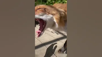 صوت الثعلب Fox 
