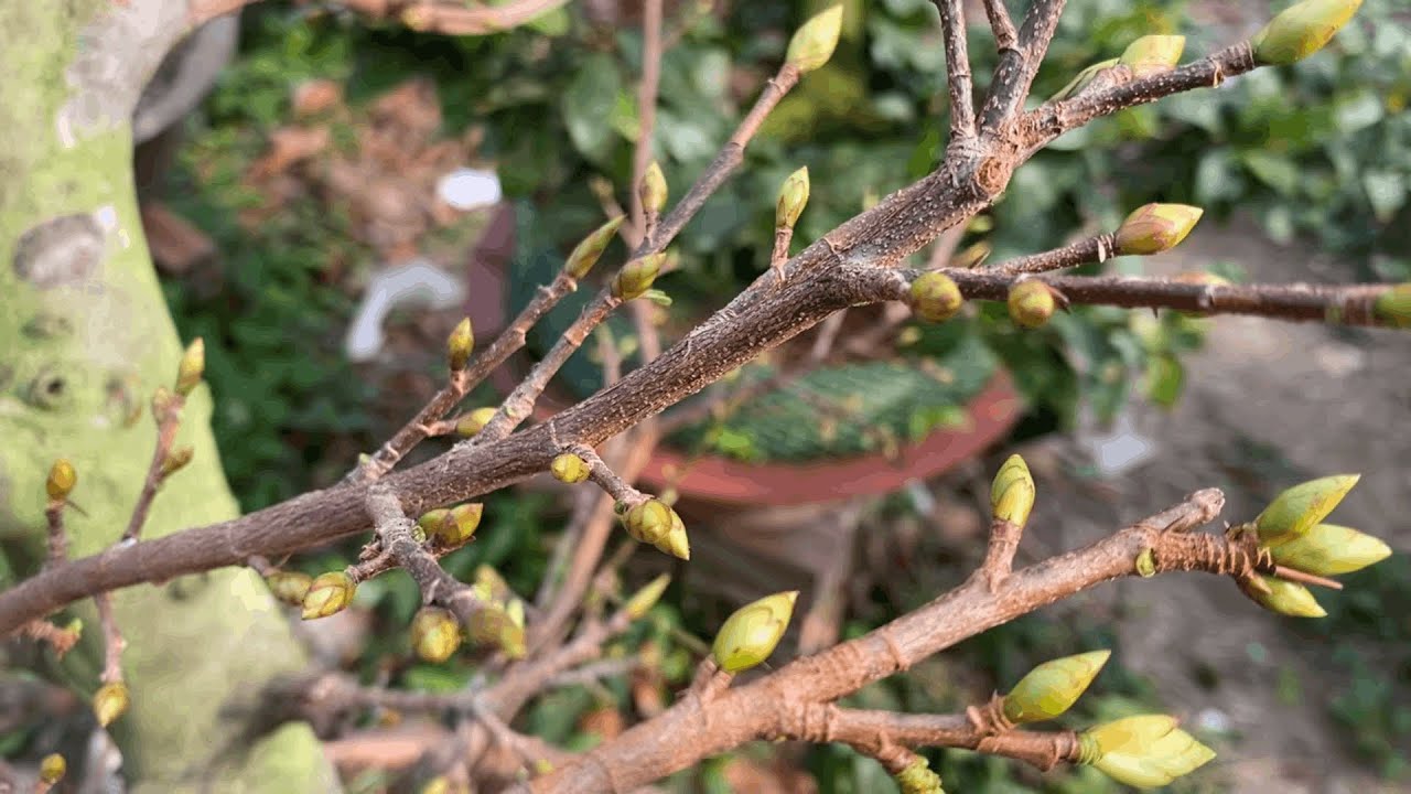 Chăm sóc mai sau khi lặt lá đến Tết: 4 việc nên làm 