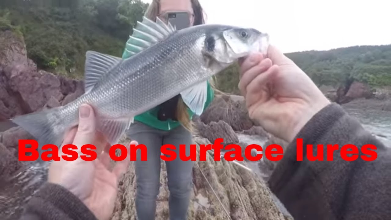 Bass fishing in Pembrokeshire with surface lures zenith z claw YouTube