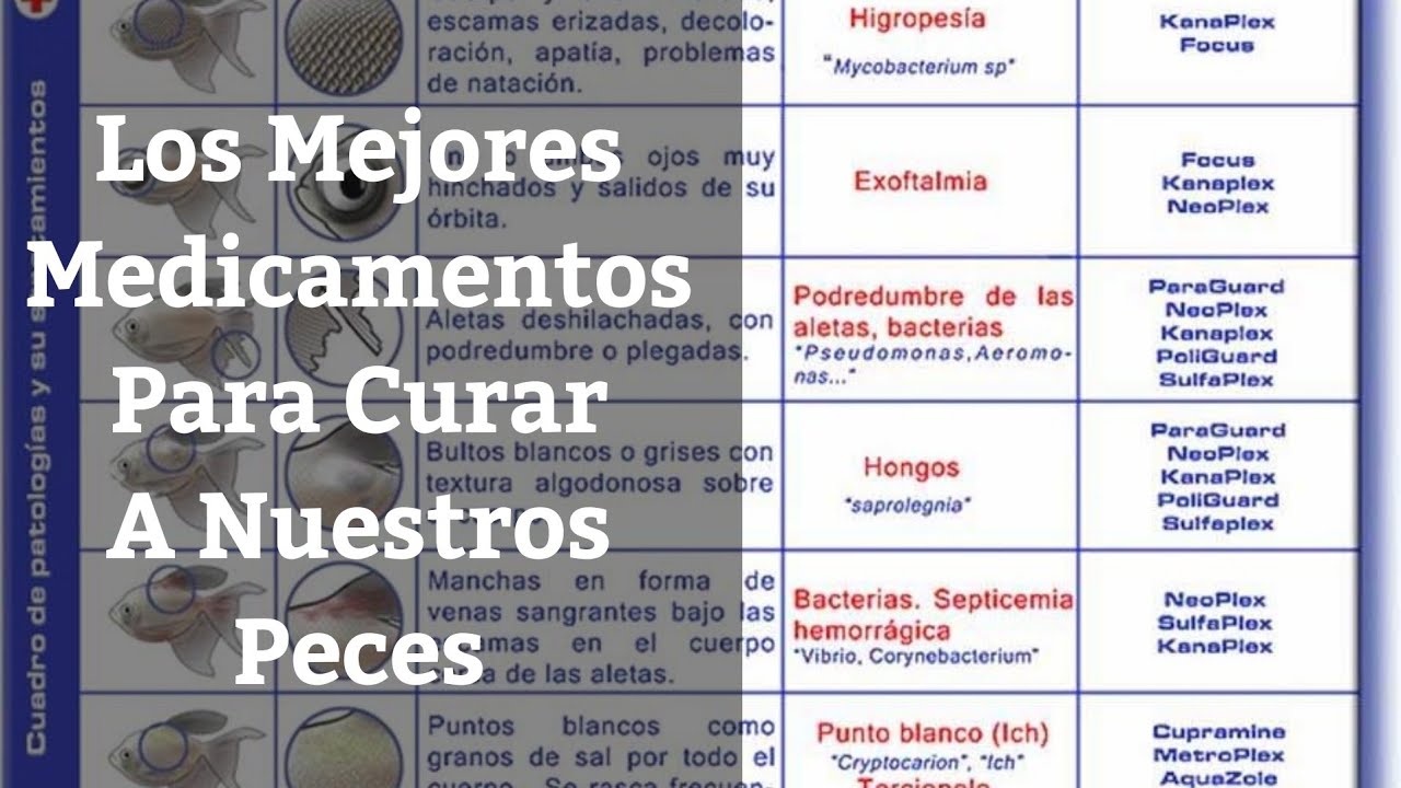Medicamento Peces Maracyn Two 8 Dosis Medicamento Peces Maracyn Two 8 Dosis