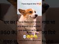 dogesh bhai#ghaplebaji nhi rukegi mitrr#funnyshkrts#comedyshort#ytvideo