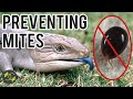 How To Prevent Mites in Reptiles - Cookies Critters