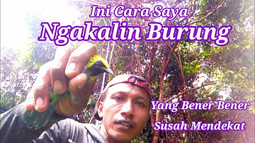 👉Cara Ngakalin Burung Cucak Rante ll yang bener bener susah mendekat