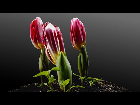 Video: Waar groei tulpe?