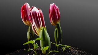Tulips Growing Time Lapse | 90 Days From Bulbs