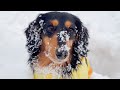 初めての大雪に戸惑いながらもはしゃいじゃう愛犬【ダックスフンド】