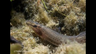 Rantanuoliainen, spined loach (Cobitis taenia) Kotka